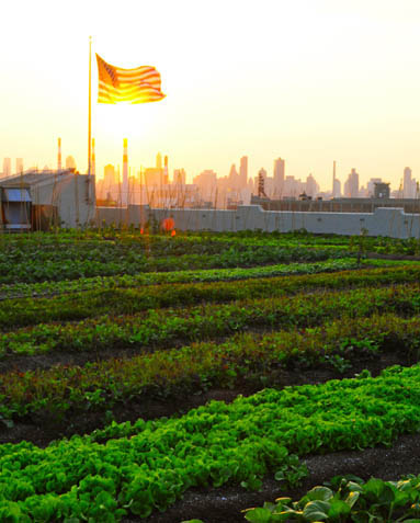 June 14, 8pm+
Brooklyn Grange, the greenest New Yorker Erik Baard, Jean Barberis and Elizabeth Larison, and the high school student curators of Project:Curate! will talk about their recent projects.