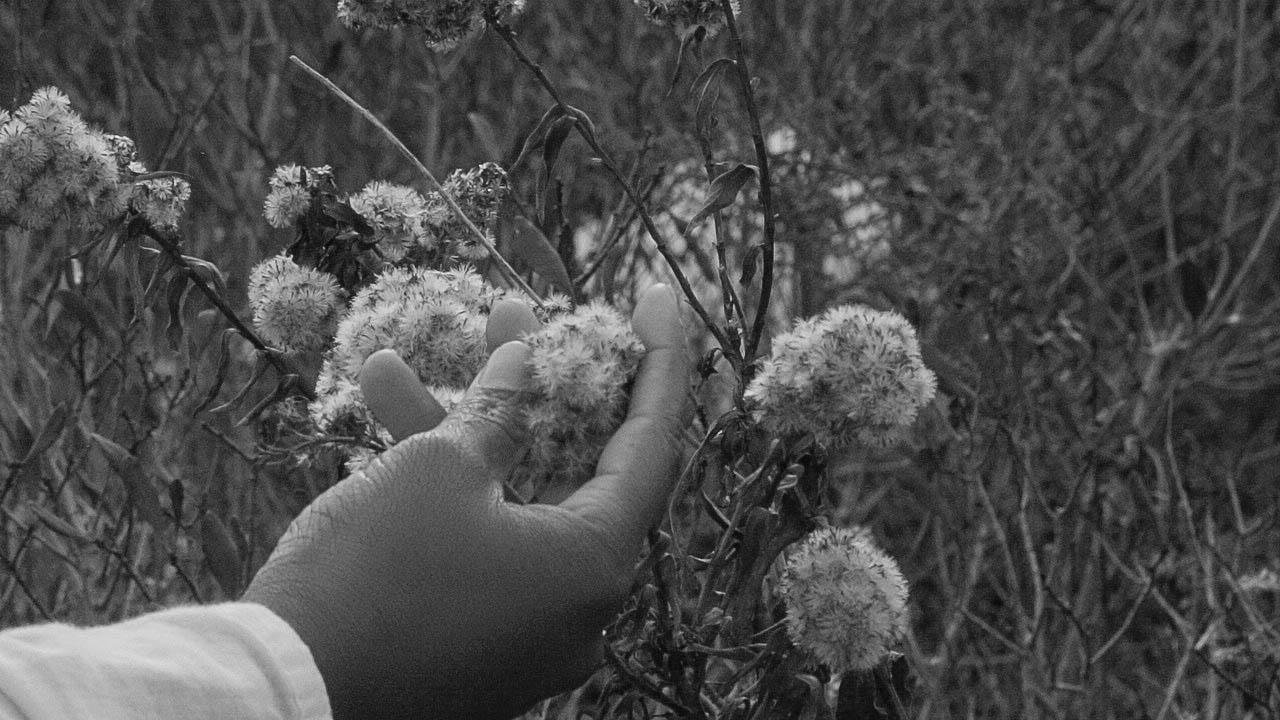 cotton-1