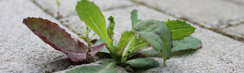 Wilder_Weed