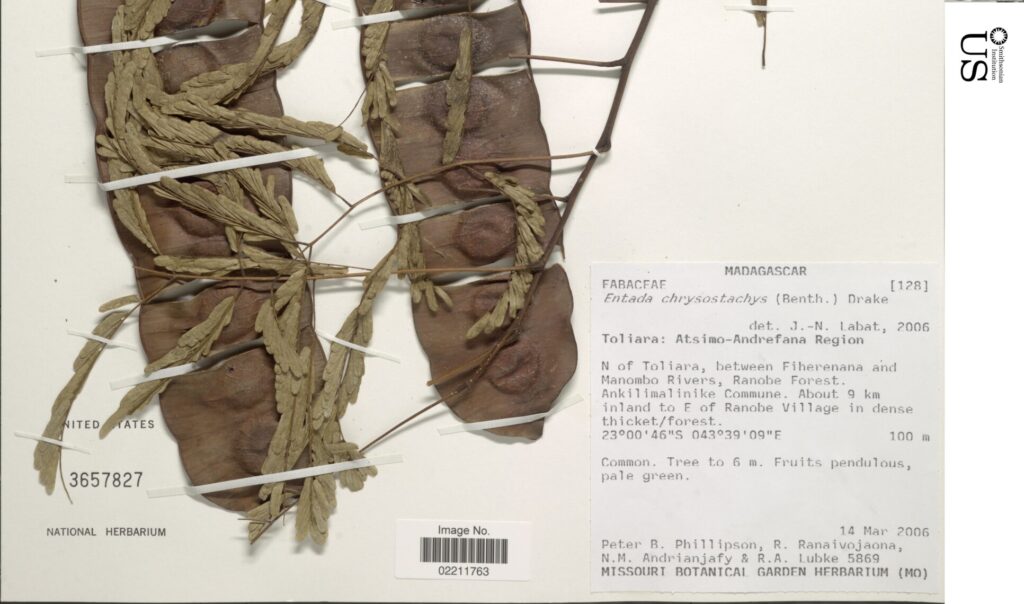 Seed pods of fàno (used in sikidy, Malagasy divination) collected by the United States National Herbarium. 